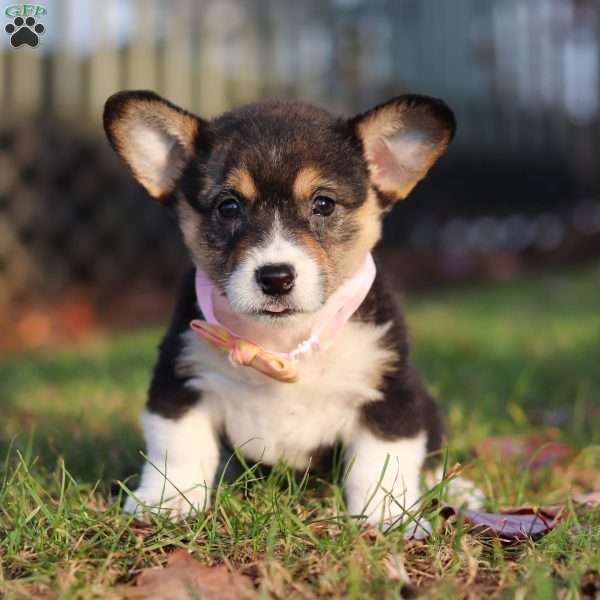 Ruby, Pembroke Welsh Corgi Puppy